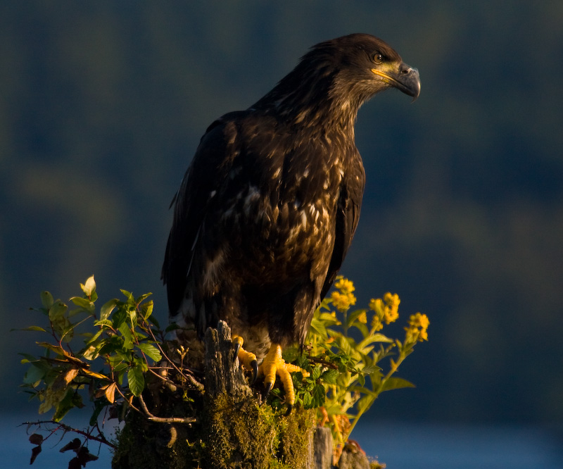 Bald Eagle